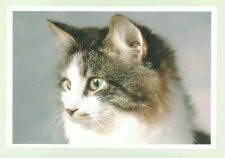 1 AK Katze 10: - NEU !!! *