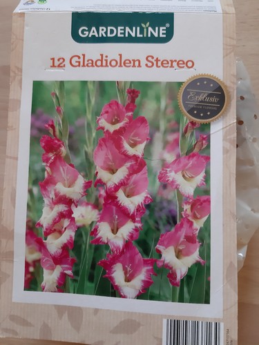 Gladiolen stereo zwiebeln - gladiolen,