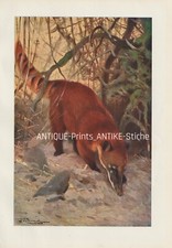 Südamerikanische Nasenbär