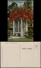 Postcard Miami The Bougainvillea Vine 1942