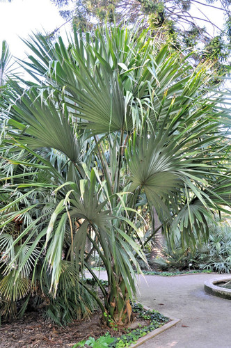Sabal minor zwergpalmettopalme - minor,