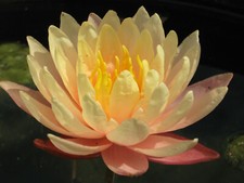 Seerose Nymphaea Mangkala Ubol