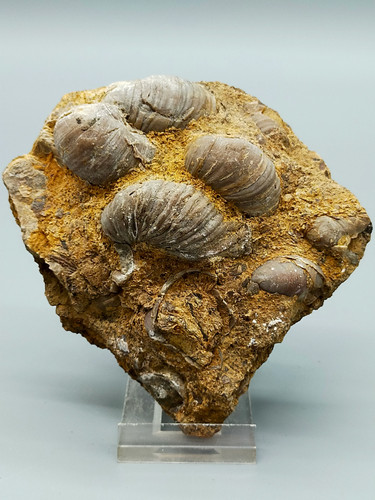 Fossile muscheln - fossile,