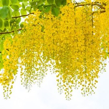 SAMEN exotische Blüten Rarität Saatgut seltene Garten Balkon Pflanze GOLDREGEN