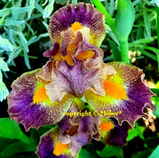 ZWERG Iris Schwertlilie