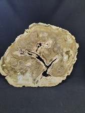 Versteinertes holz ratka - holz,,