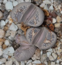 20 Samen von Lithops marmorata v. elisae, erntefrisch aus 2025