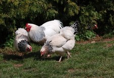 Bruteier Reichshühner  Zwerg