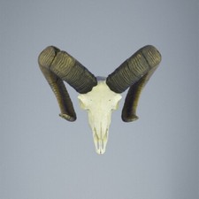 767mu mufflon jagdtrophae - 767mu,