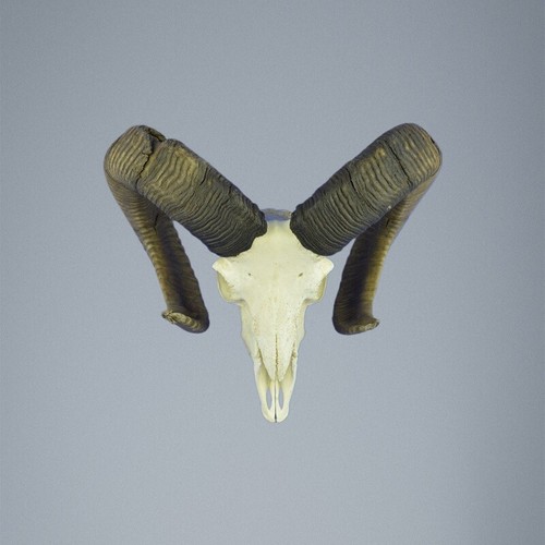 767mu mufflon jagdtrophae - mufflon,
