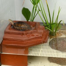 Schildkröte Sonnen Plattform