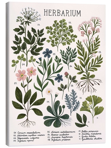 Leinwandbild herbarium kaja - herbarium,