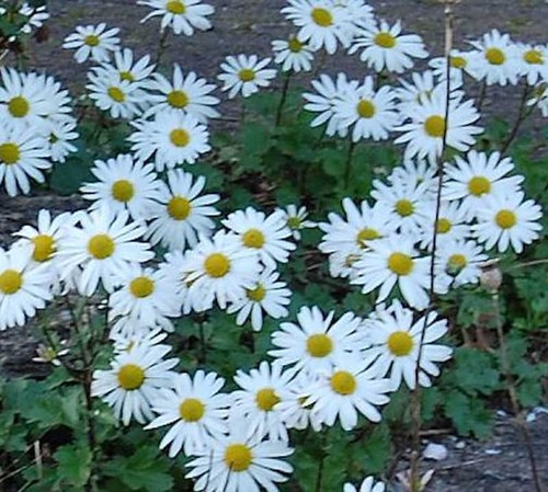 Grönland margerite - grönland,