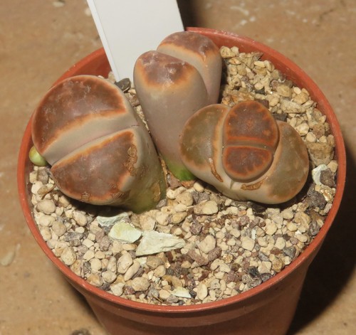 Lithops karasmontana - , cv
