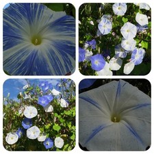 Kaiserwinde Prunkwinde Winde Flying Saucers weiß-blau Trichterwinde Rankpflanze