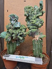 2× Myrtillocactus