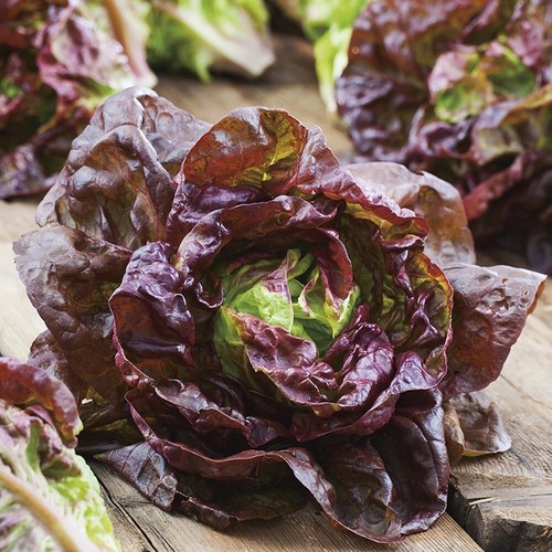 Zarter kopfsalat wunder der - kopfsalat,