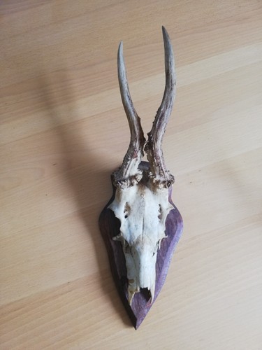 Tiergeweih