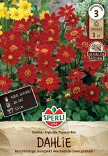 Dahlien Topmix rot