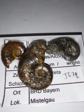 Ammoniten,   3 x  Pachylytocers ,  Lias  zeta Weißenburg  Bay.  25 - 30 mm 