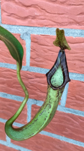 Nepenthes - , (mollis