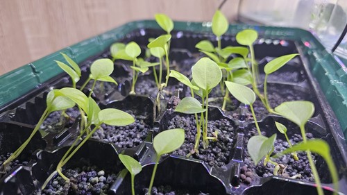 Anthurium gracile - 3,