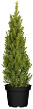 Picea glauca 'Conica', Zuckerhutfichte, kompakt, 60–70 cm