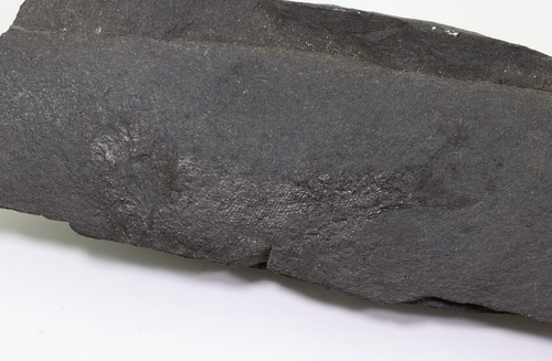 Fisch palaeoniscum - fisch,,