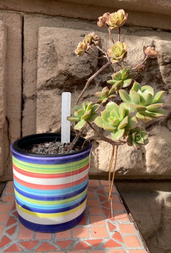 Aeonium mascaense - aeonium,