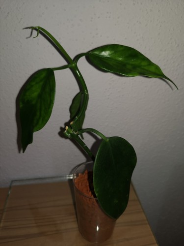 Hoya thailandica tak - thailandica,