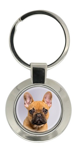 Französische bulldogge - französische,