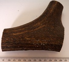 Geweihreste zum Basteln