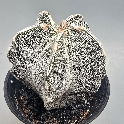 Astrophytum myriostigma kikko - astrophytum,