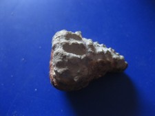 Fossilie versteinerte Muschel Schnecke Hornmuschel? Länge 3,2 cm Øca. 2 cm