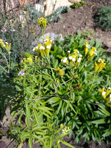 Gewürztagetes tagetes - gewürztagetes, (tagetes