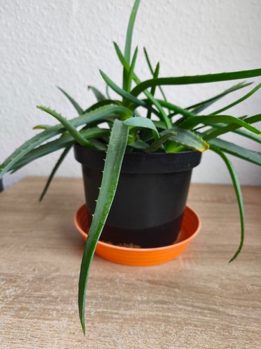 Aloe arborescens heilpflanze - aloe,