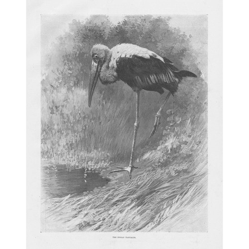 Der indische tantal - vogel,