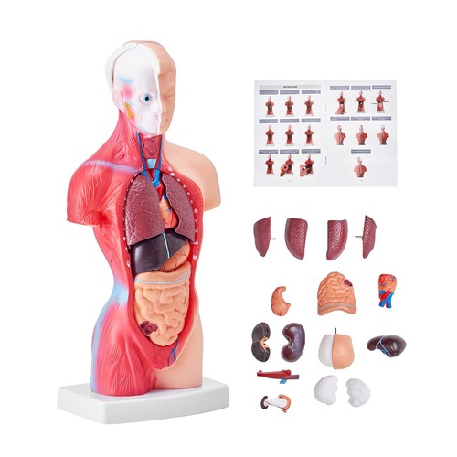 Körpermodell herz torso - herz,