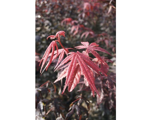 Roter fächerahorn floraself - roter,