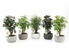 Fiederaralie FloraSelf Polyscias H ca. 40 cm Ø 16 cm Schale Classic Stone, sorti