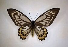 Ornithoptera croesus Lydius female 