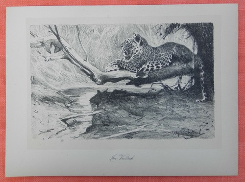 Versteck leopard panthera - im,