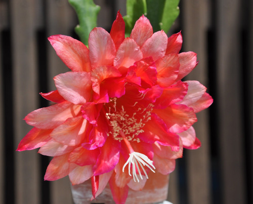 Epiphyllum hybride - epiphyllum,