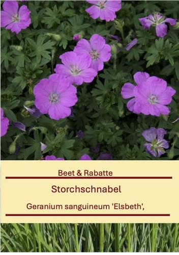 Geranium sanguineum elsbeth - geranium,