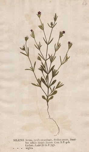 Leimkräuter leimkraut silene - leimkräuter,