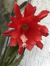 Epicactus Epiphyllum Blattkaktus 2 Ableger rot blutrot