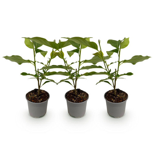 Magnolia sieboldii - 3x,