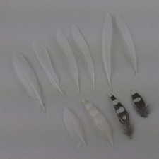 Federn Zebrafink weiß 10 Stück Vogelfedern Mauserfedern Basteln Floristik