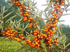 Sanddorn "Leikora", weiblich