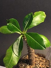 Pachypodium baronii v. windsorii, Caudex